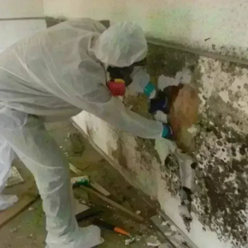 Mold Remediation and Removal in Fredericktown, MO